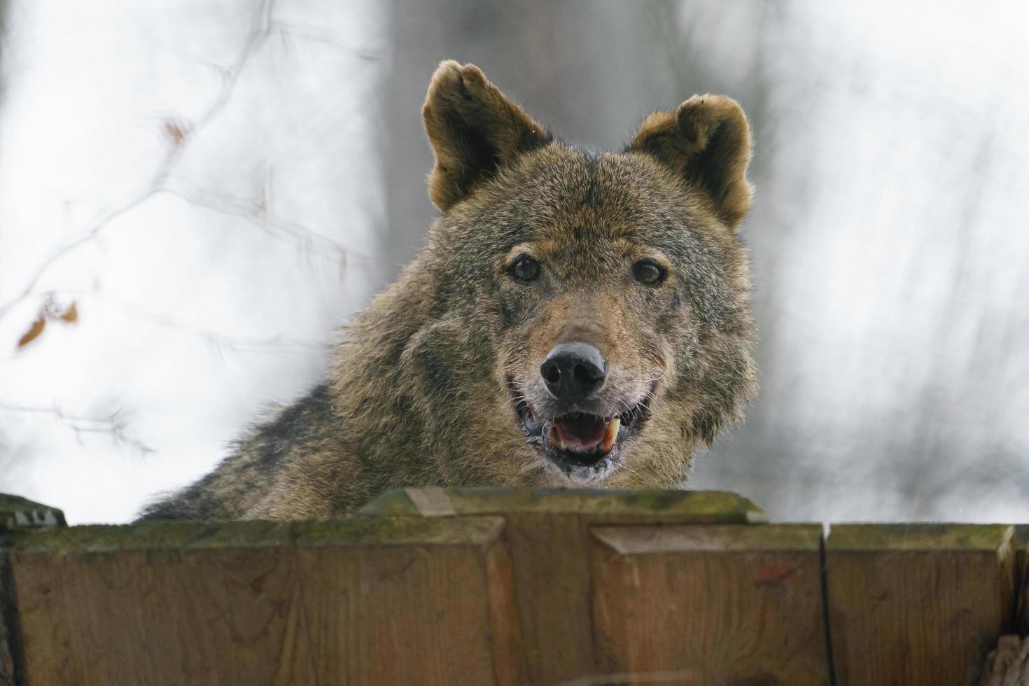 Iberischer Wolf im Zoo foto