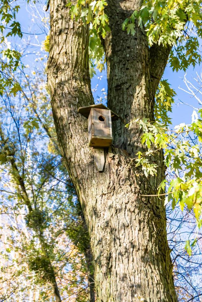 Fotografie zum Thema leeres hängendes Vogelhaus zum natürlichen Waldbaum foto