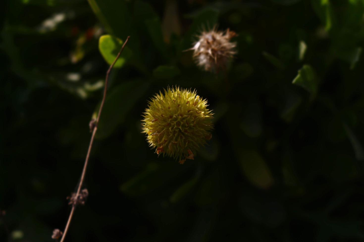 leuchtend bunte Blumen im Garten im Freien in Karachi Pakistan 2022 foto