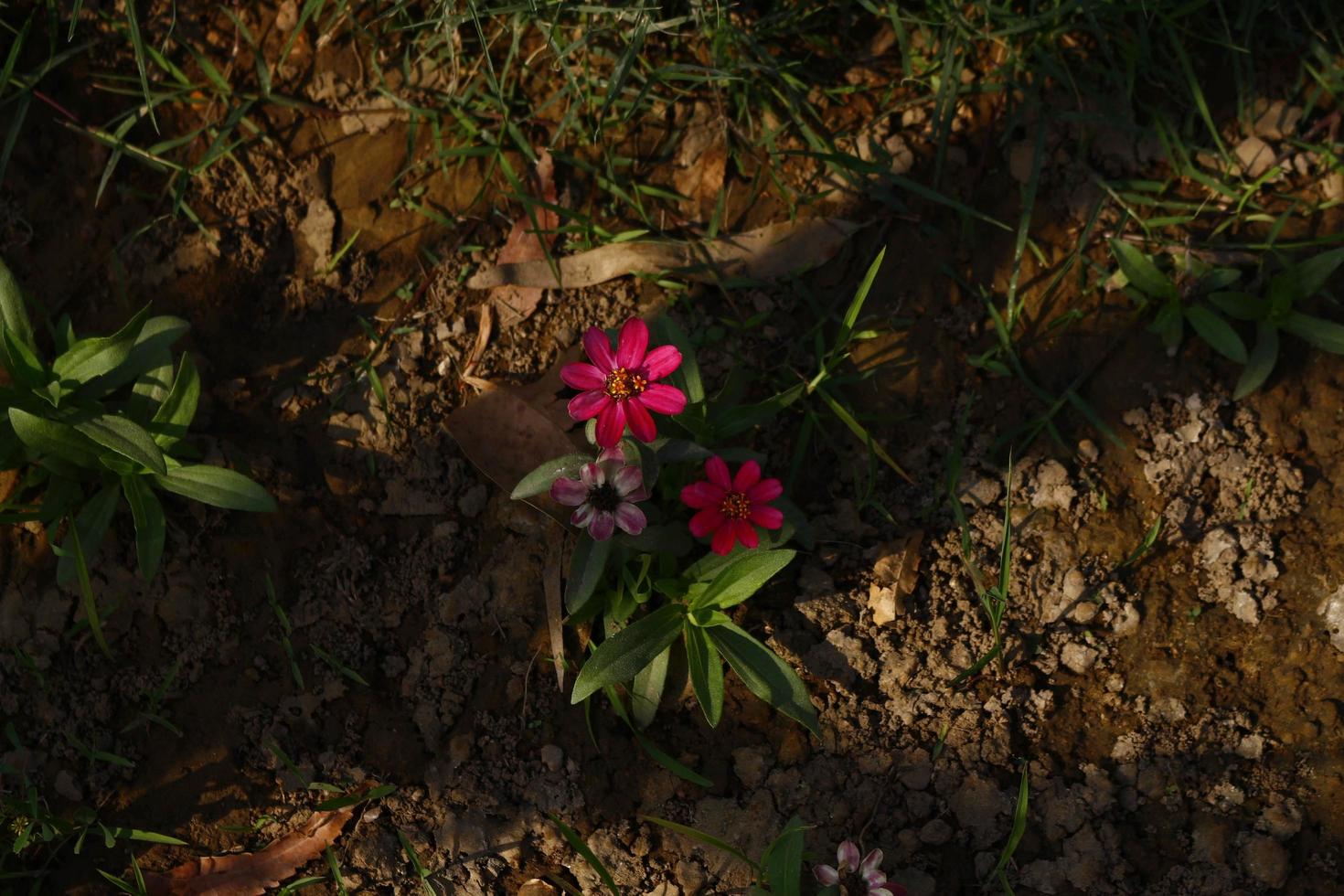 leuchtend bunte Blumen im Garten im Freien in Karachi Pakistan 2022 foto