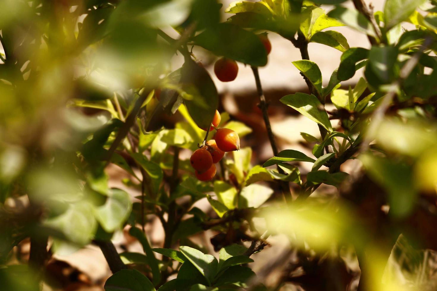 Bunte Blütenpflanzen im Garten im Freien in Karachi Pakistan 2022 foto