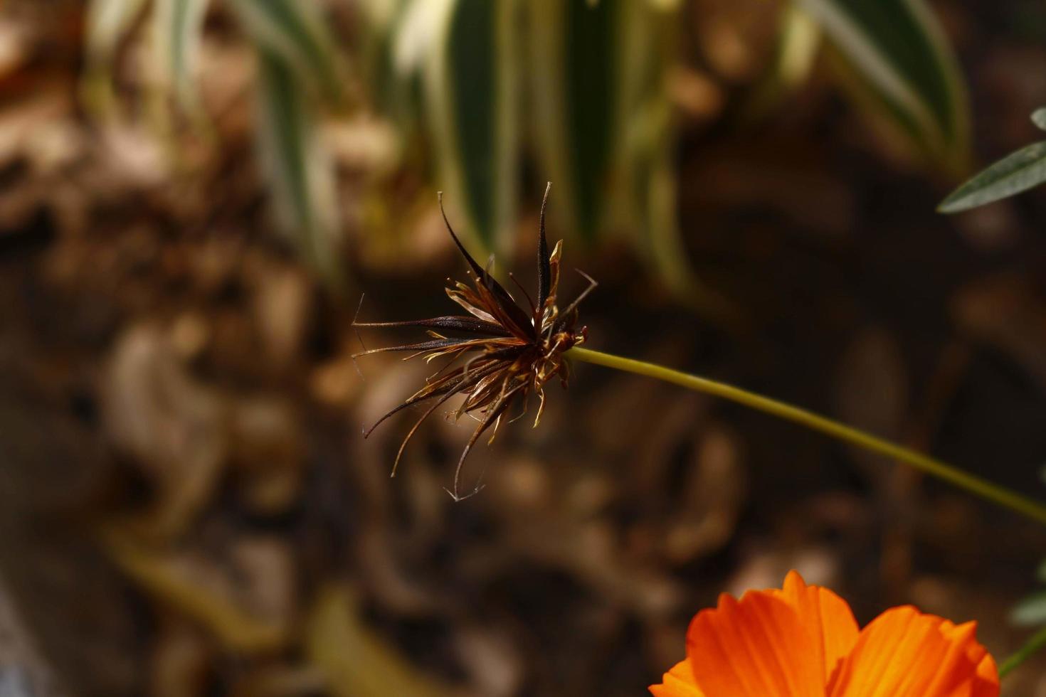 Blühende Pflanzen im Garten im Freien in Karachi Pakistan 2022 foto