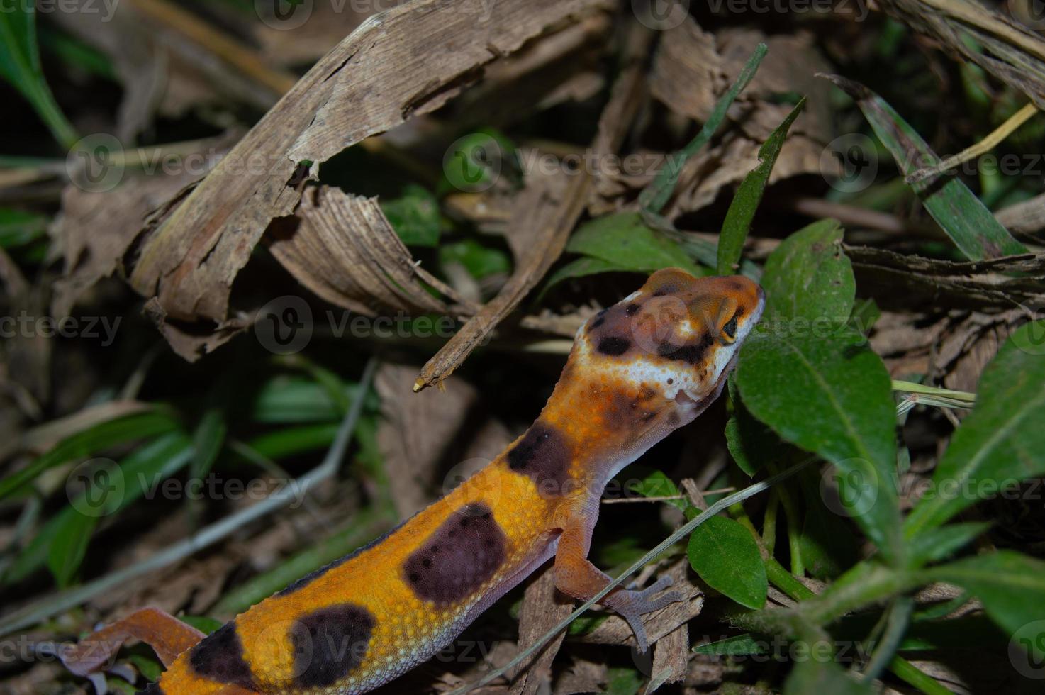 Leopardgecko spielt im Garten. Orangefarbener Leopardgecko. domestiziertes Reptil. foto