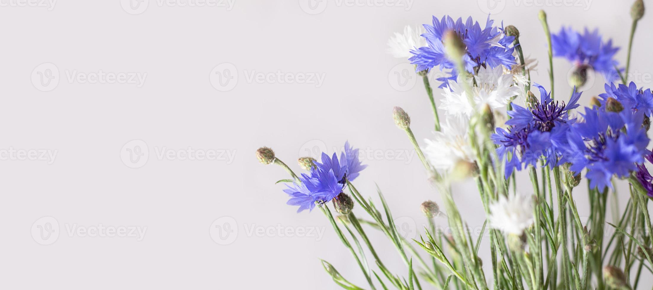 blaue weiße Blume. Blumengarten. Blume am Frühlingstag. bunte Blume. Banner. Platz kopieren foto