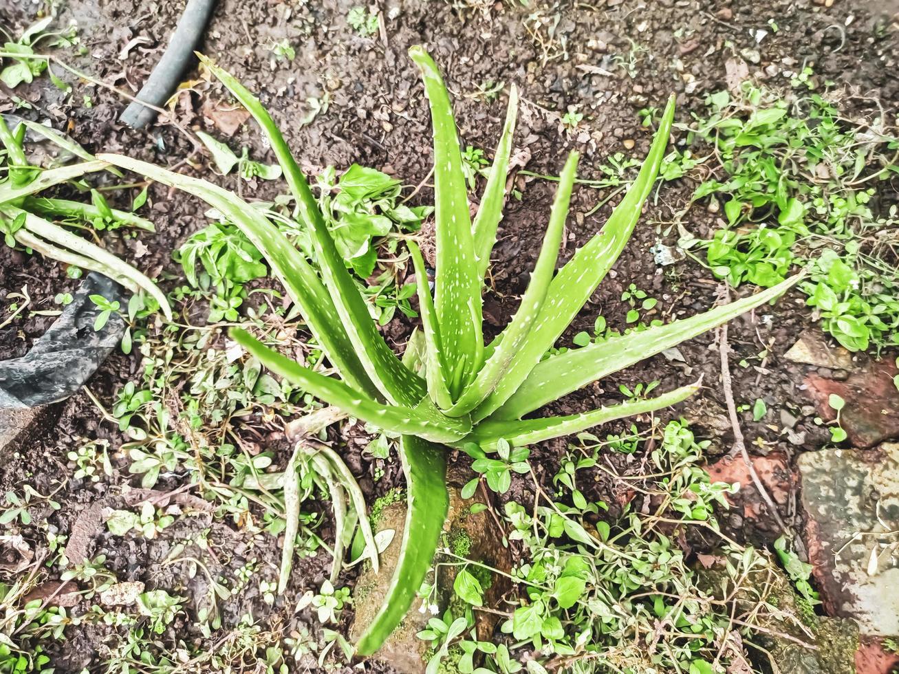 Aloe Vera Kräuterpflanze wächst wild foto