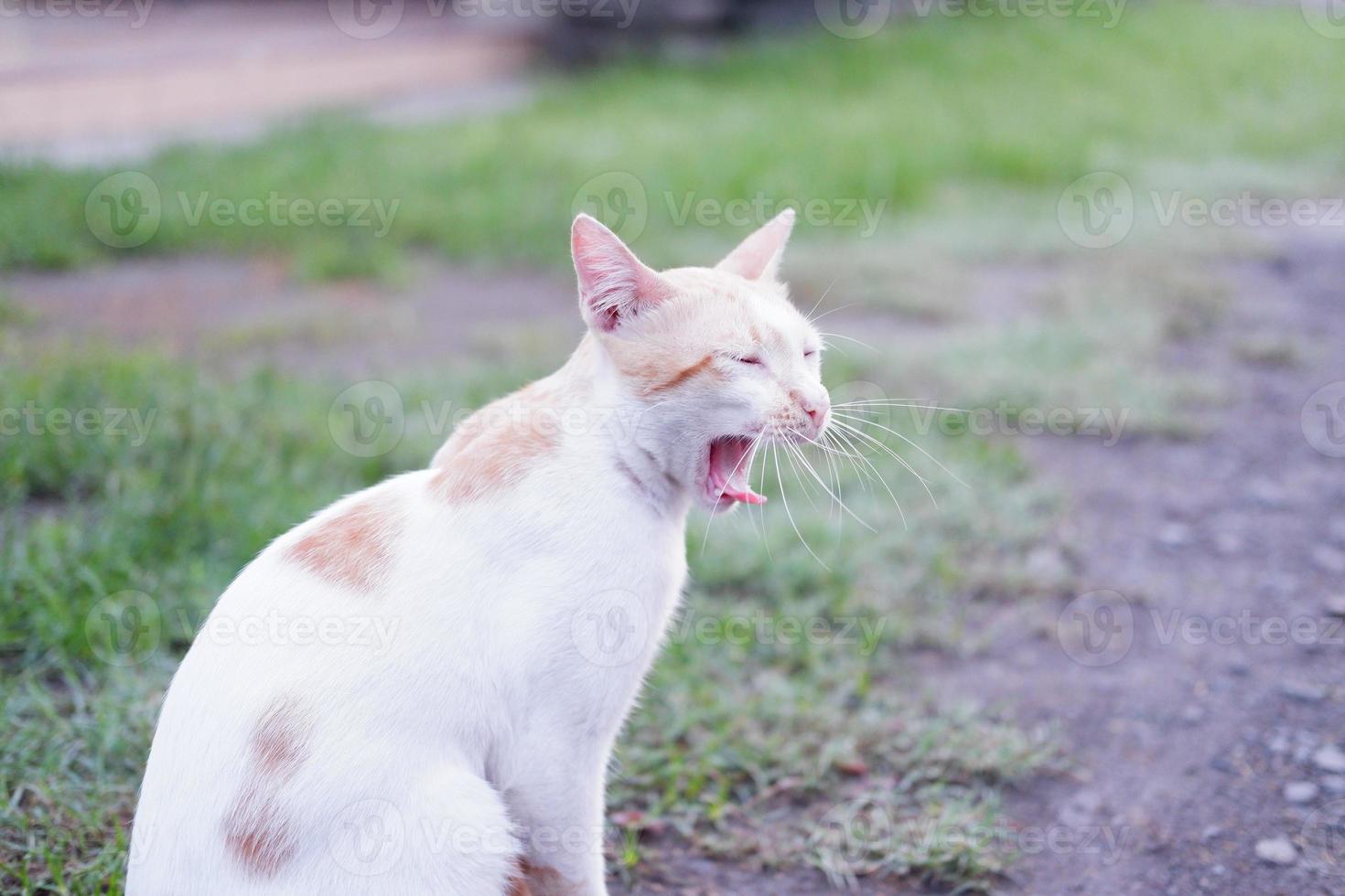 entzückende süße Katze als Hintergrund foto