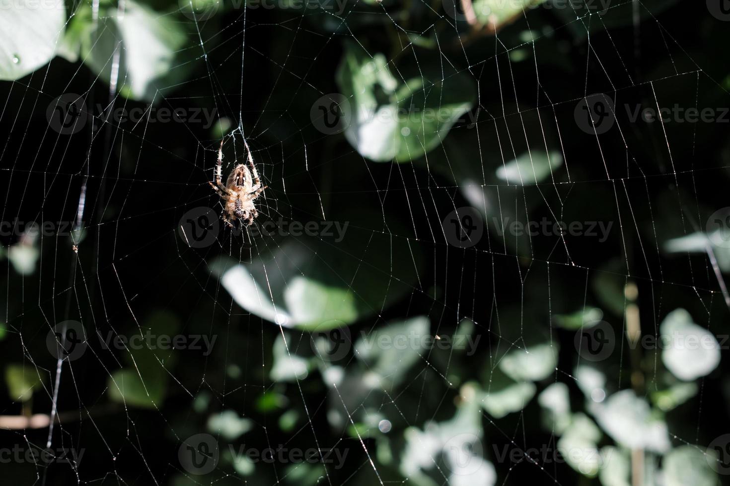 Spinne im Netz im Garten zwischen den Blättern der Bäume foto