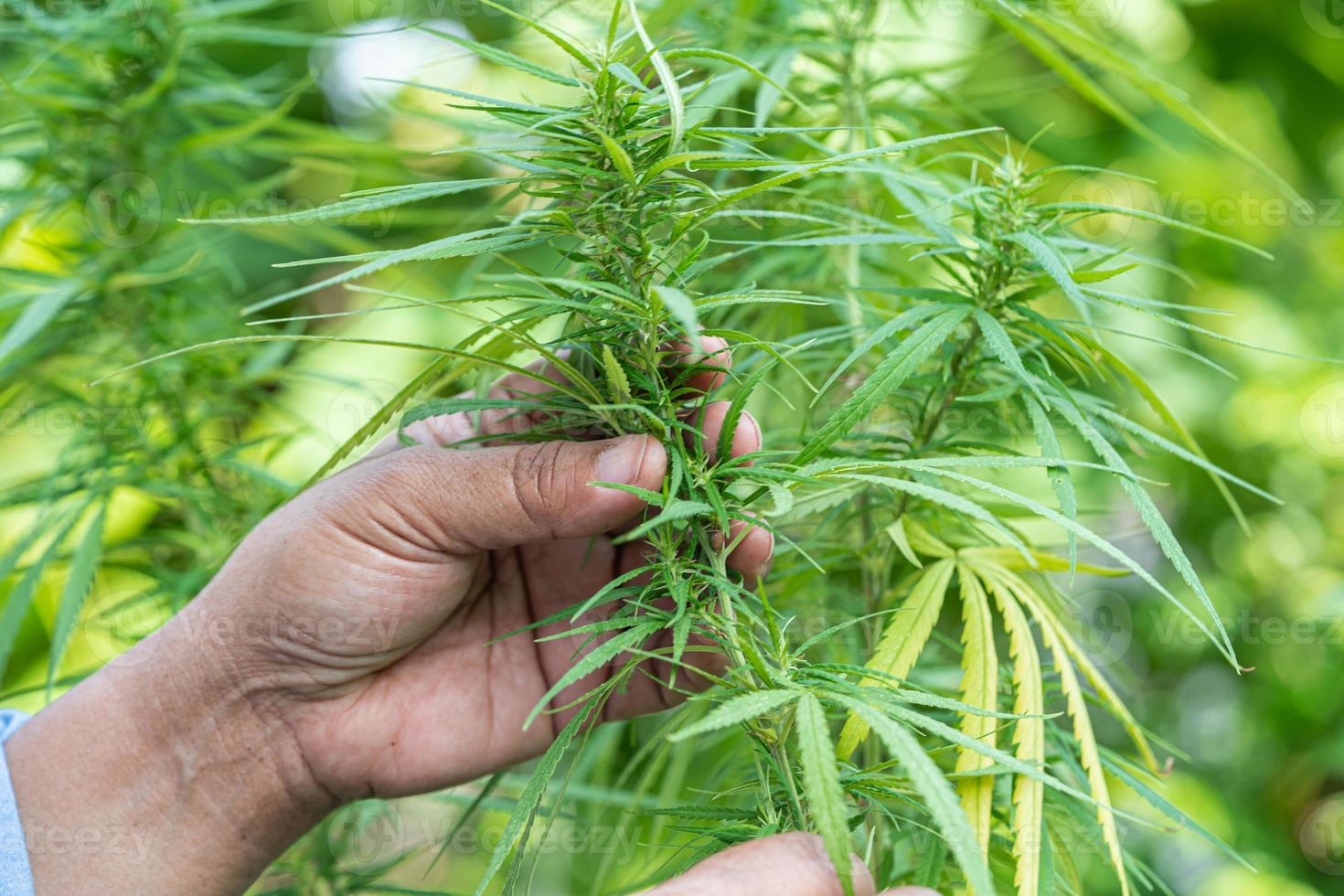 Cannabis-, Marihuana- und Cannabinoidpflanze, alternatives Kräutermedizinkonzept. foto