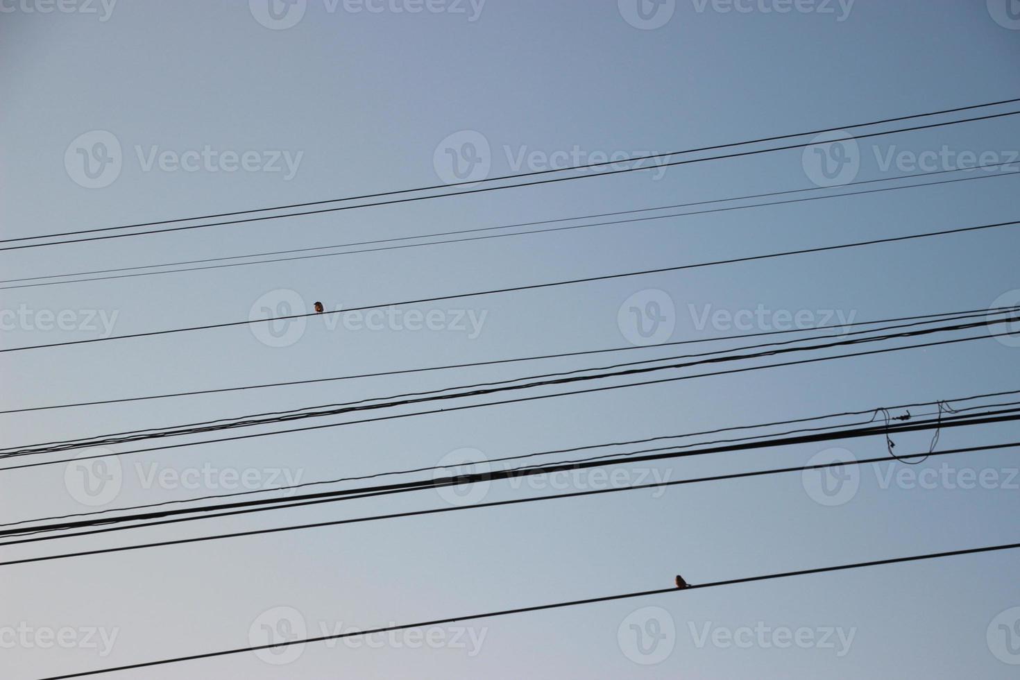 Vogel auf dem Draht- und Himmelshintergrund foto
