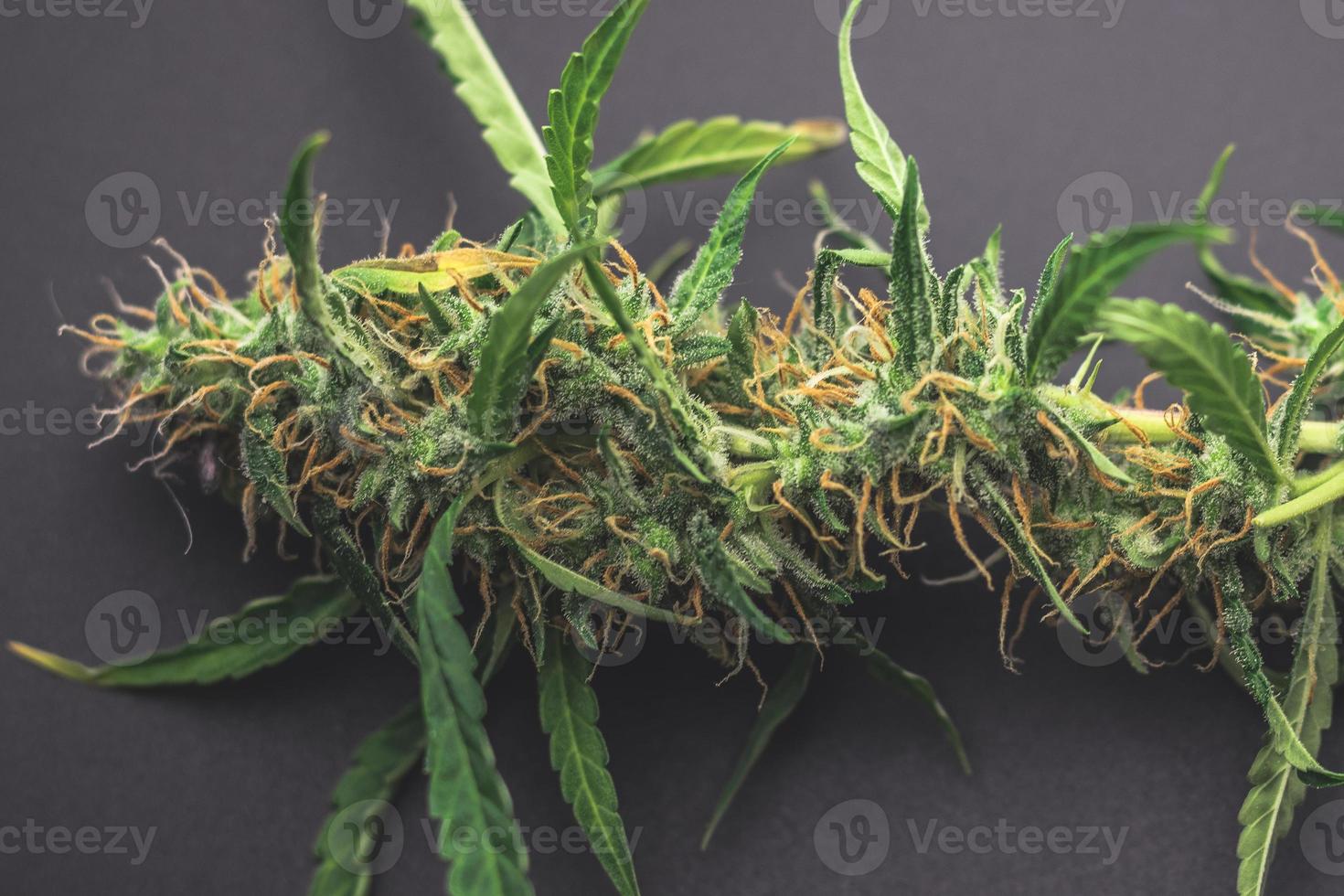 Makro-Nahaufnahme der Cannabispflanze, medizinische Marihuana-Knospe. Unkraut von oben auf dem Schreibtisch foto
