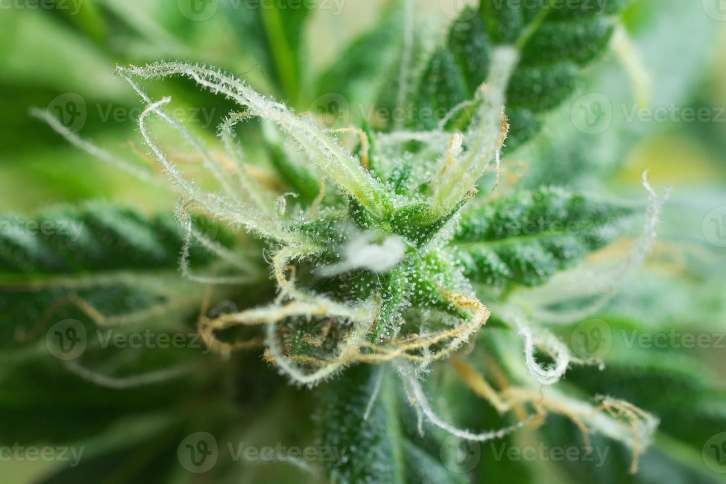 forschung über das medizinische nutzungskonzept von cannabis, makrofoto der marihuanapflanze. Unkrautwissenschaft, die Kristalle foto