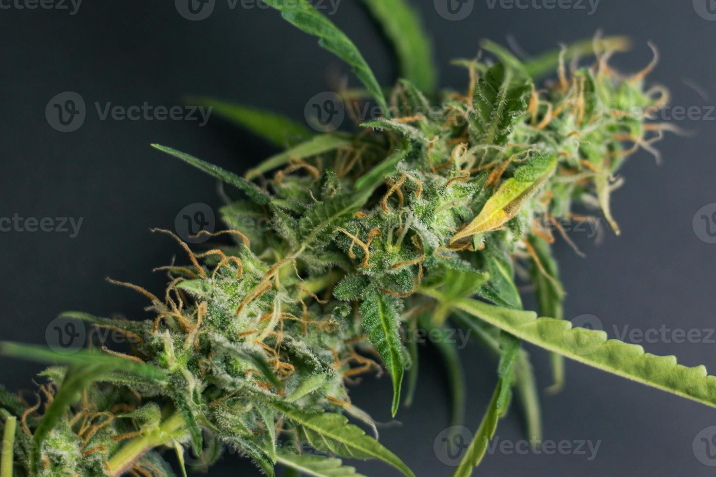 Nahaufnahme der Knospe der Cannabispflanze. Marihuana mit Trichomen auf schwarzem Hintergrund. Bio-Unkraut für medizinische Zwecke foto