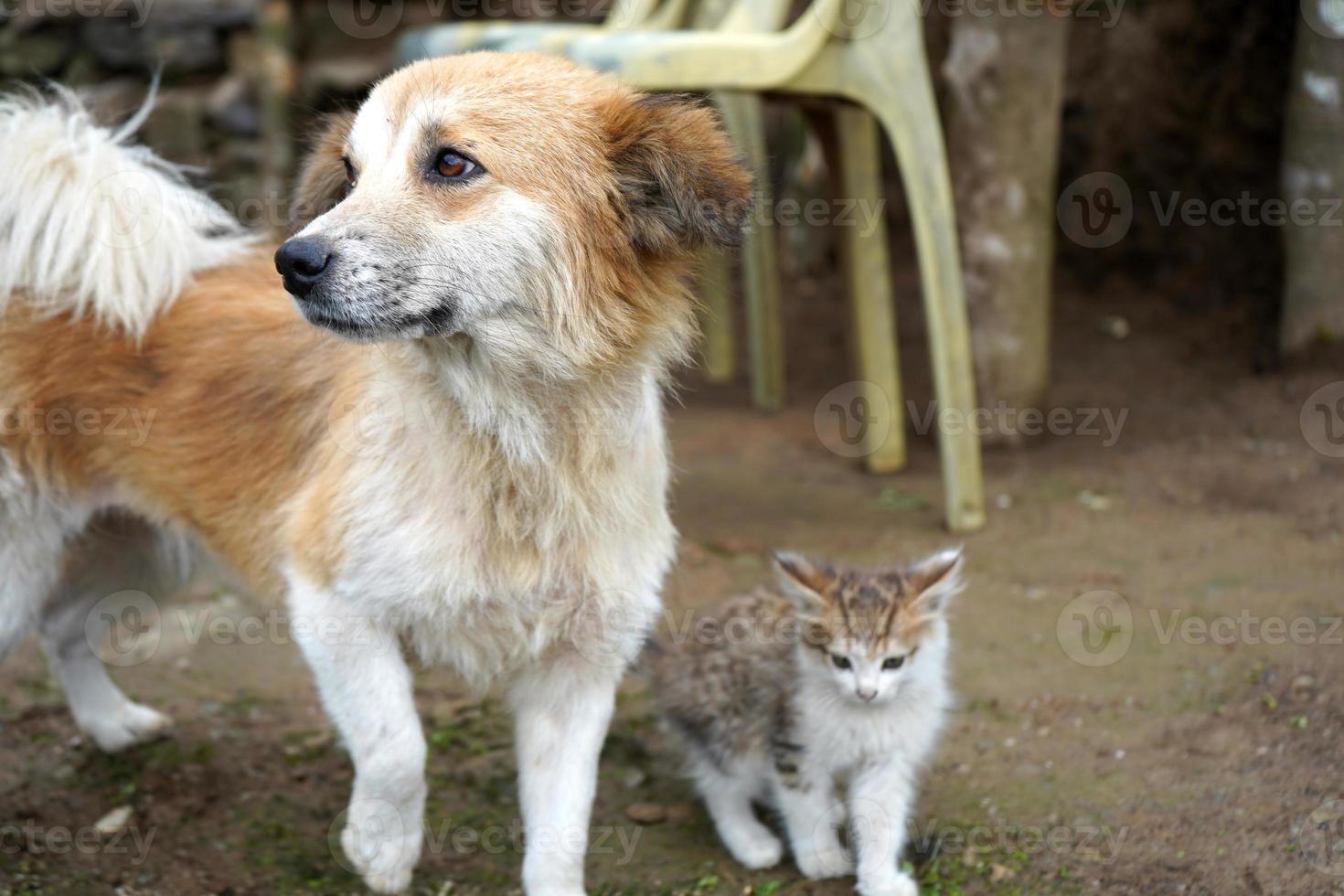 zwei bester Freund, Hund und kleines Kätzchen foto