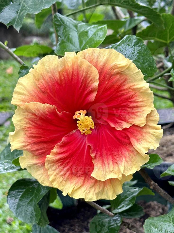 gelb-orange-rote Hibiskusblüte mit grünem Blatt foto