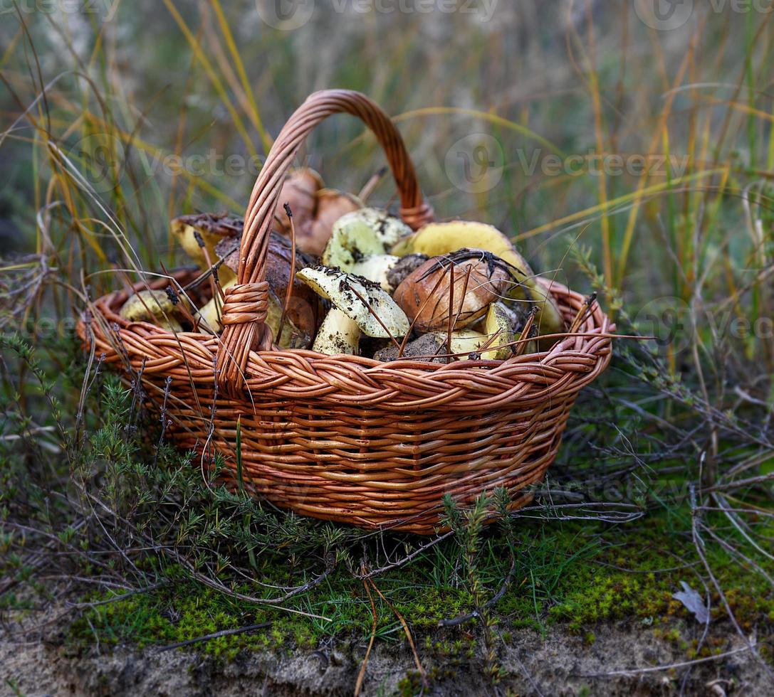 Essbare Pilze in einem braunen Weidenkorb foto