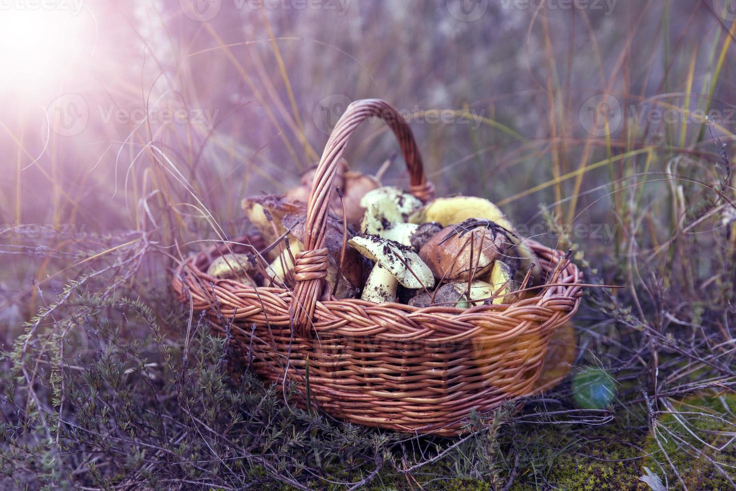 Brauner Weidenkorb mit essbaren Waldpilzen foto