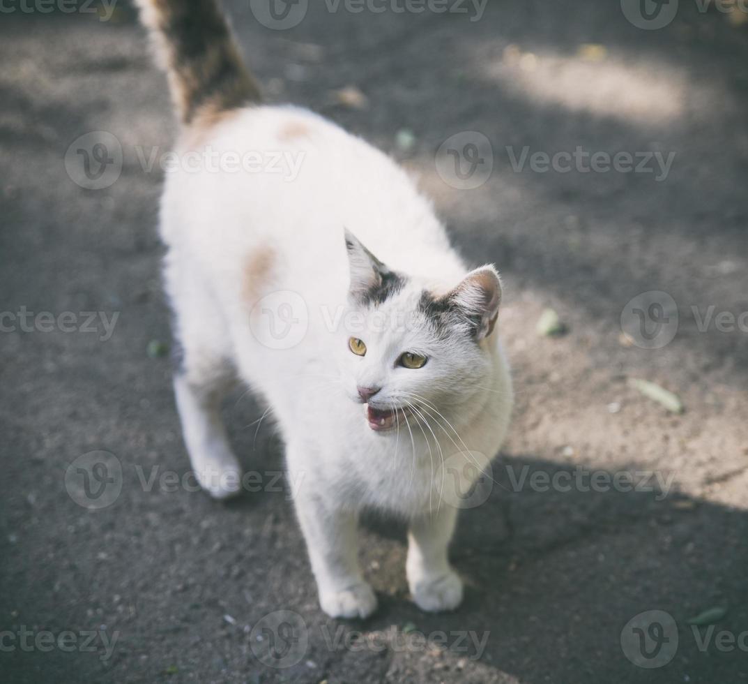 weiße katze im herbst auf der straße foto