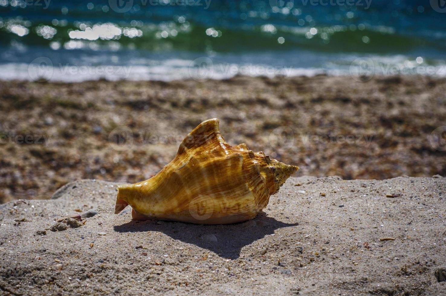 Muschelschale am Strand foto