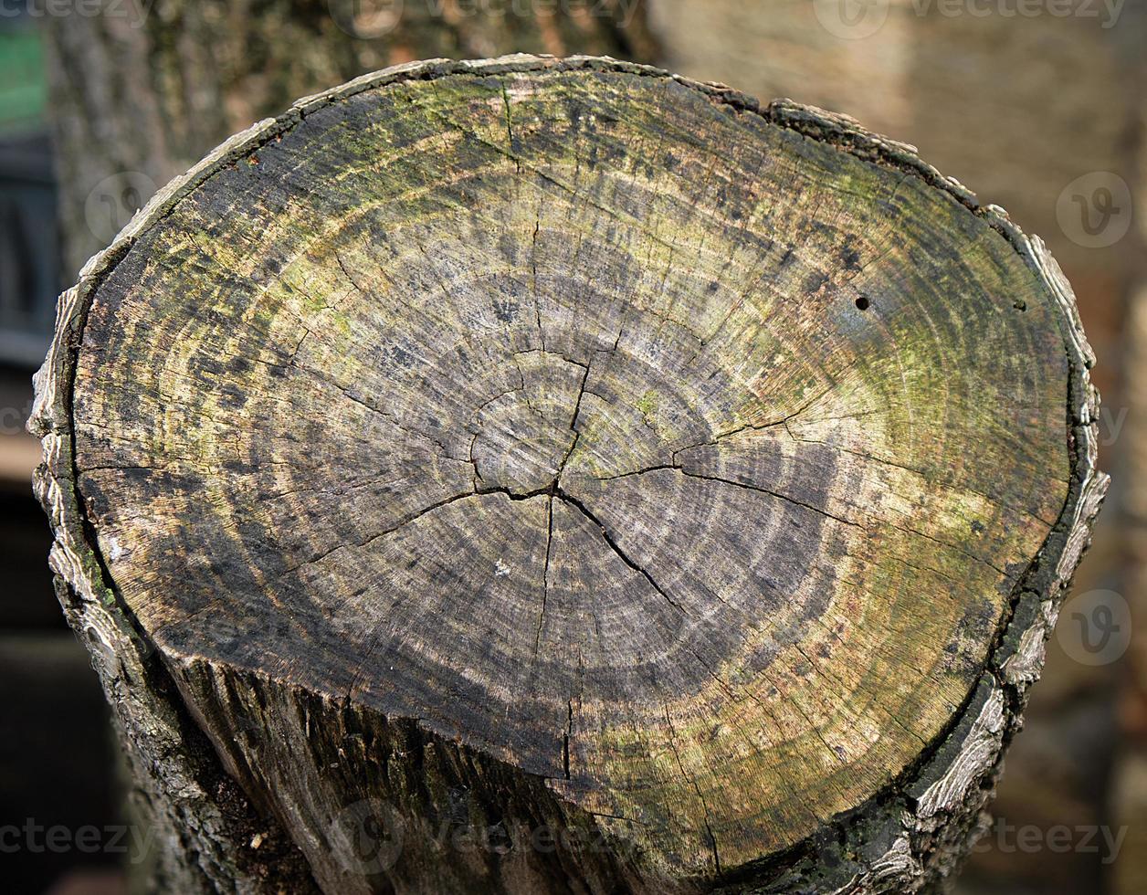 Abschnitt eines alten Stumpfes auf dem Aprikosenbaum foto