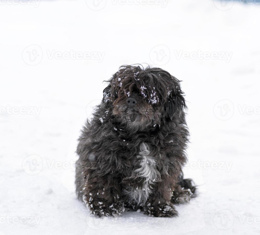 schwarzer flauschiger hund, der auf dem schnee sitzt foto