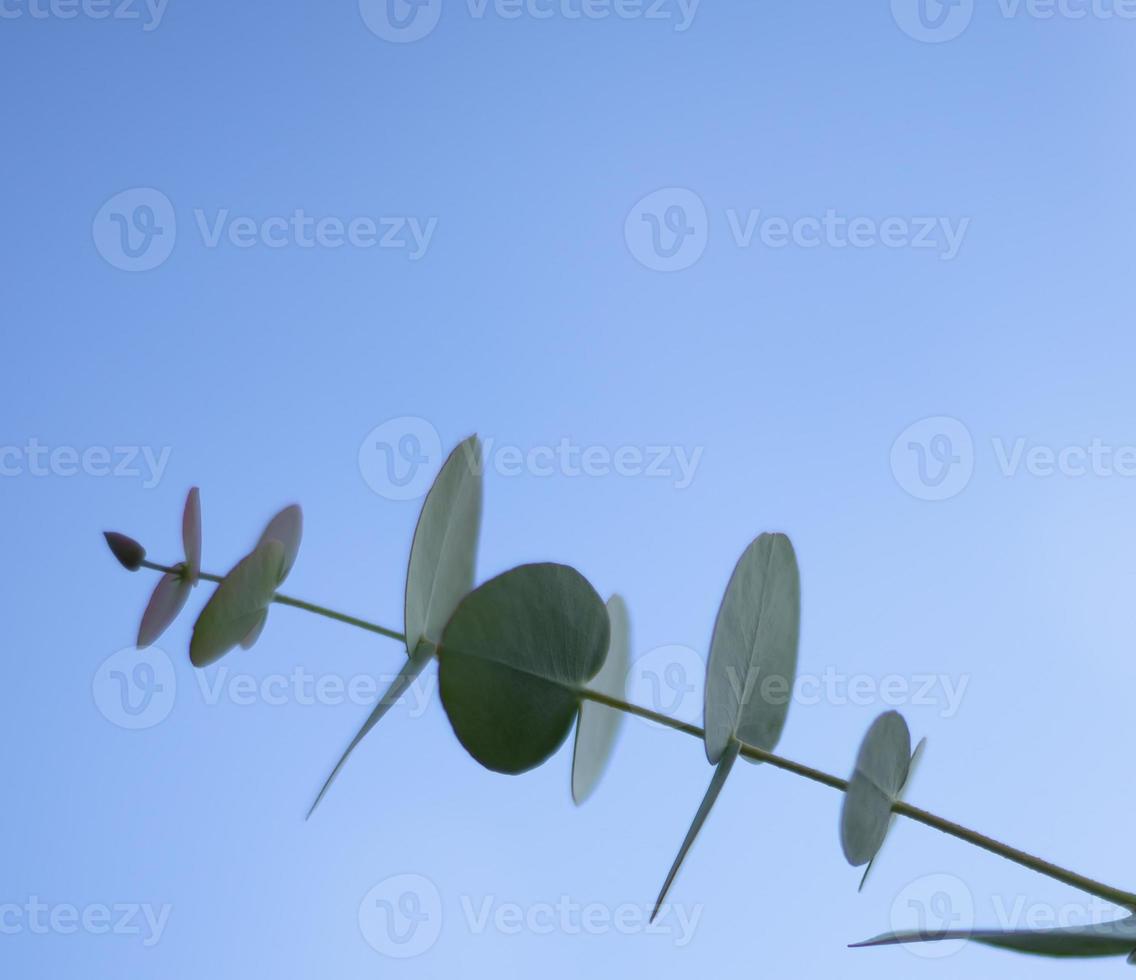 Zweig der Eukalyptus-Cineria gegen den blauen Himmel. Blätter schließen. Vorlage für Text. Platz kopieren. foto