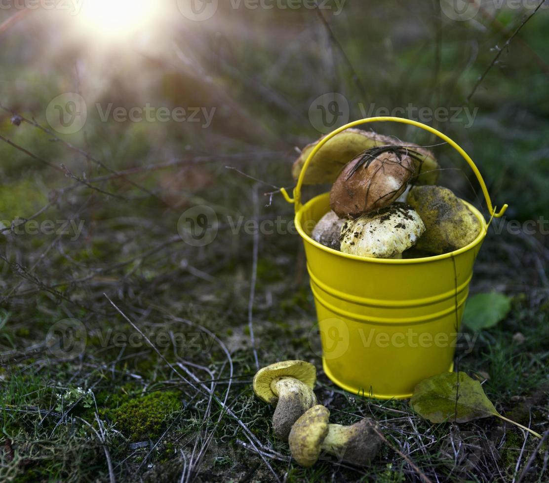 frische Pilze in einem gelben Eimer auf der Wiese foto