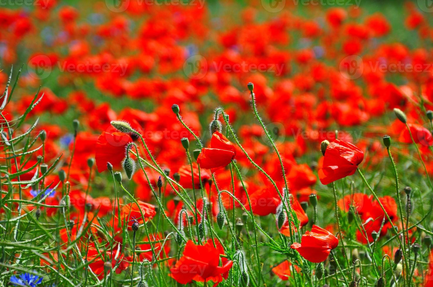 Feld mit leuchtend roten Mohnblumen und grünen Stielen foto