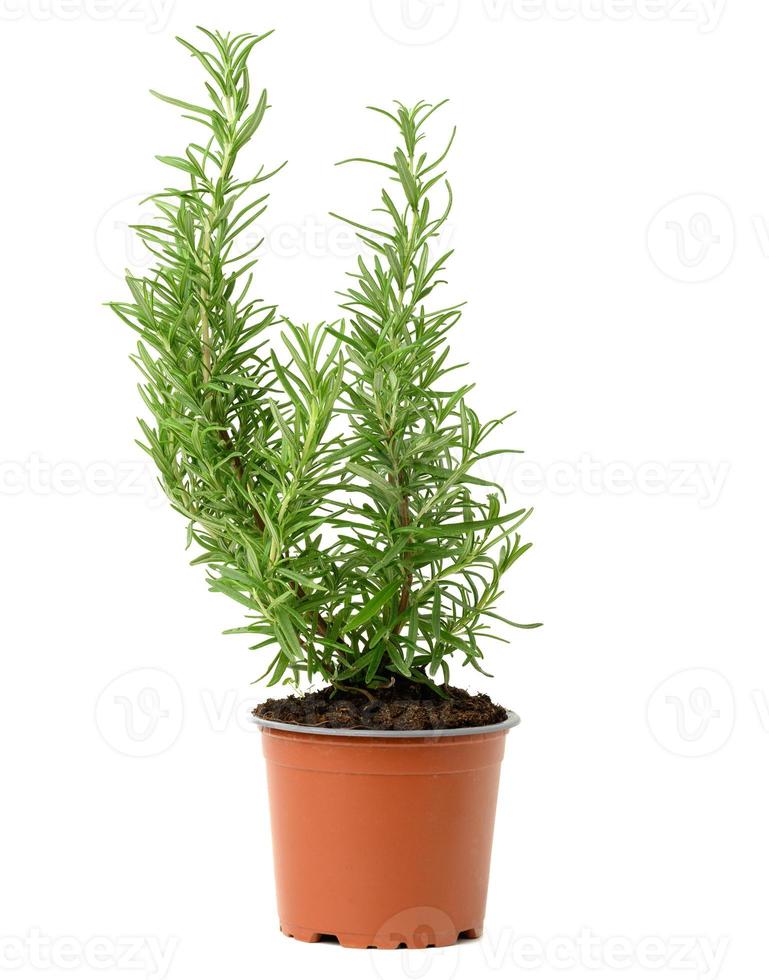 wachsender Rosmarinbusch im braunen Plastiktopf, Gewürz lokalisiert auf weißem Hintergrund foto
