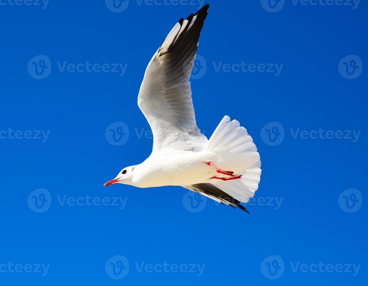 große weiße Möwe fliegt gegen einen klaren blauen Himmel foto