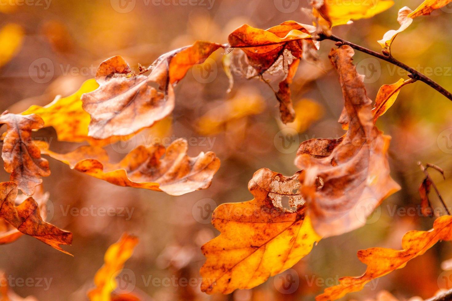 schöne Herbstblätter auf einem Ast foto