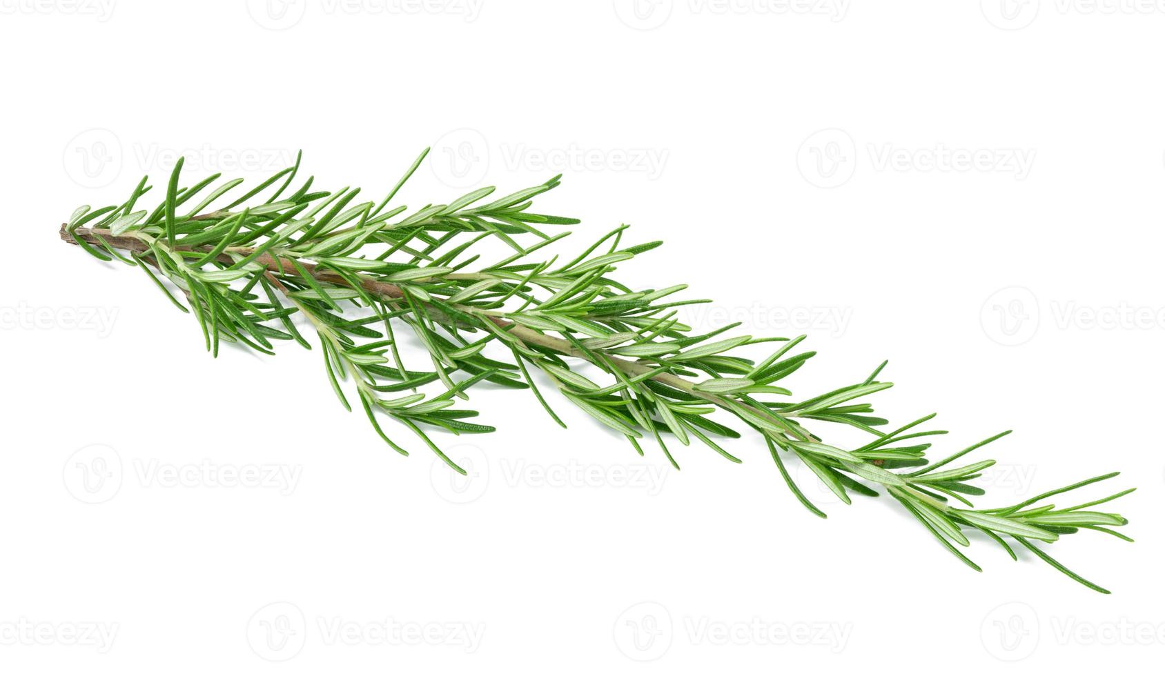 frische Rosmarinzweige mit grünen Blättern isoliert auf weißem Hintergrund. Gewürz für Fleisch, Fisch foto
