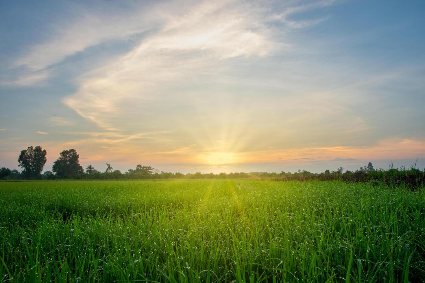 Reisfeld bei Sonnenaufgang foto