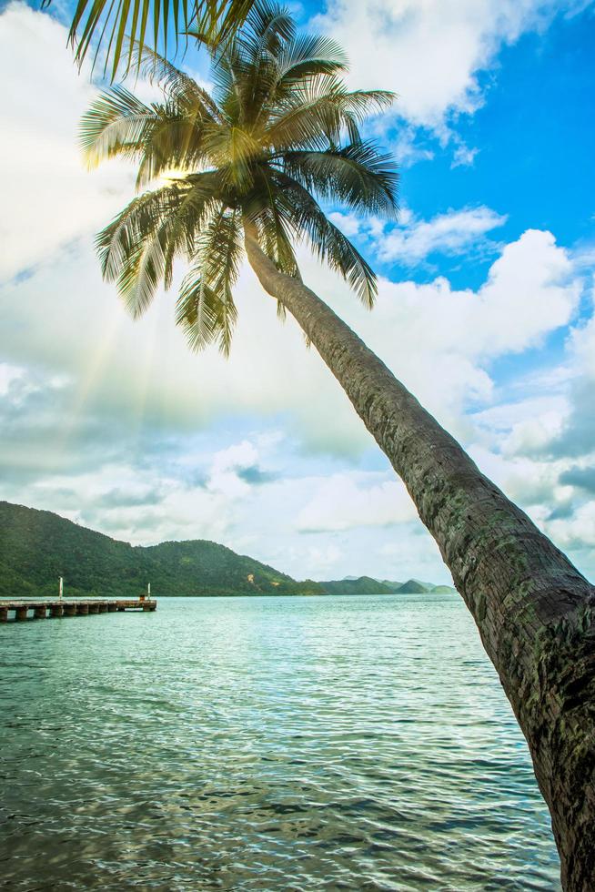 Kokosnussbaum auf Koh Chang foto