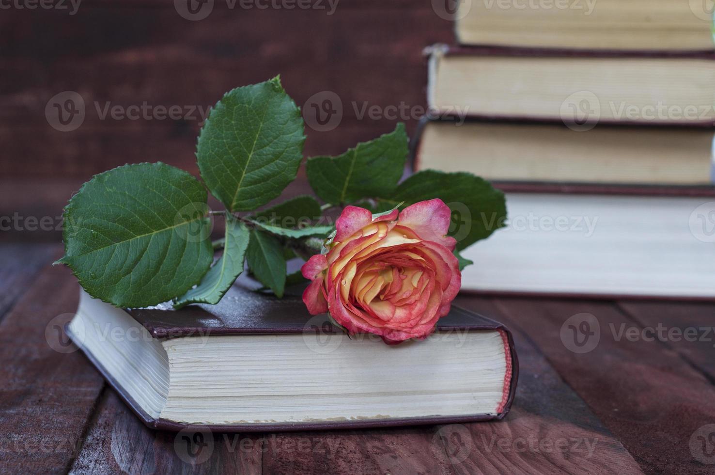 gelbe rose liegt auf dem buch foto