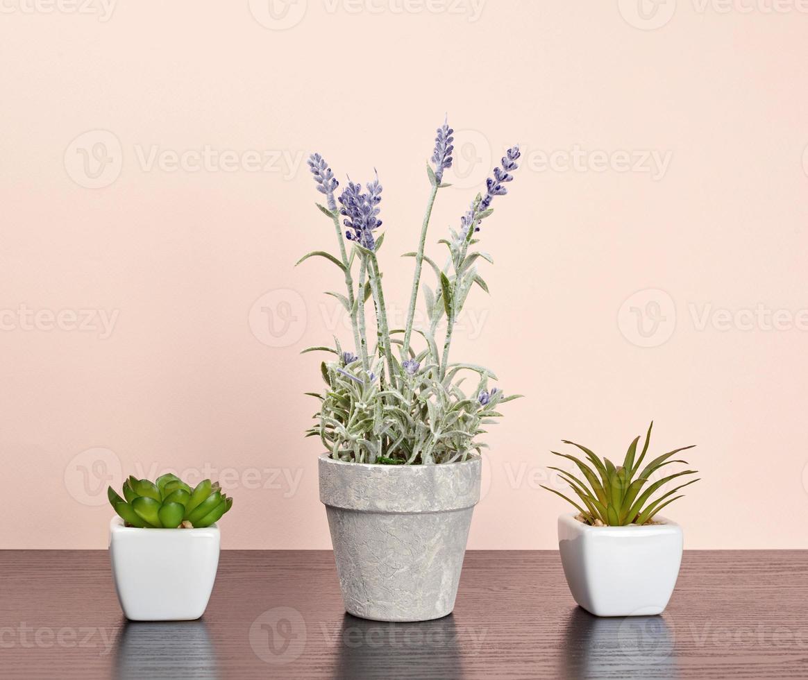 Drei Keramiktöpfe mit Pflanzen auf einem schwarzen Tisch foto