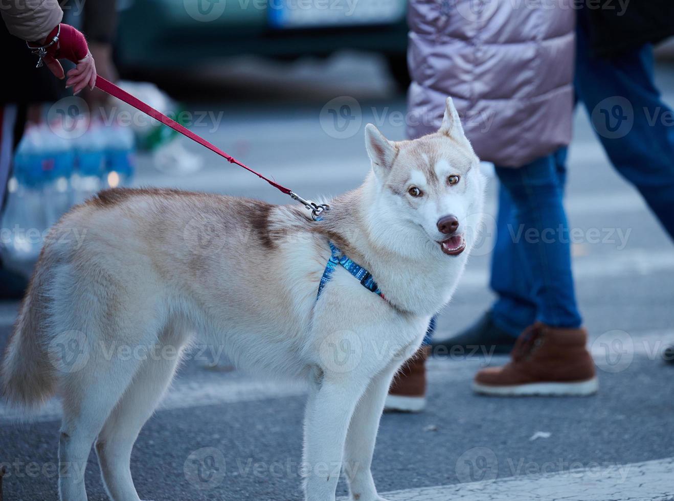 Erwachsener Husky-Hund an der Leine im Freien foto