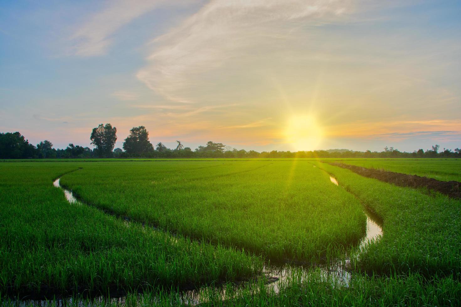 Reisfeld bei Sonnenaufgang foto