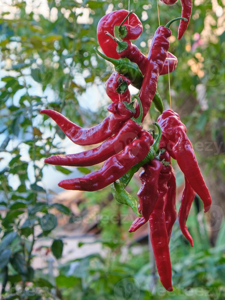 Rote rohe reife scharfe Chilischoten, die an einem Seil hängen foto