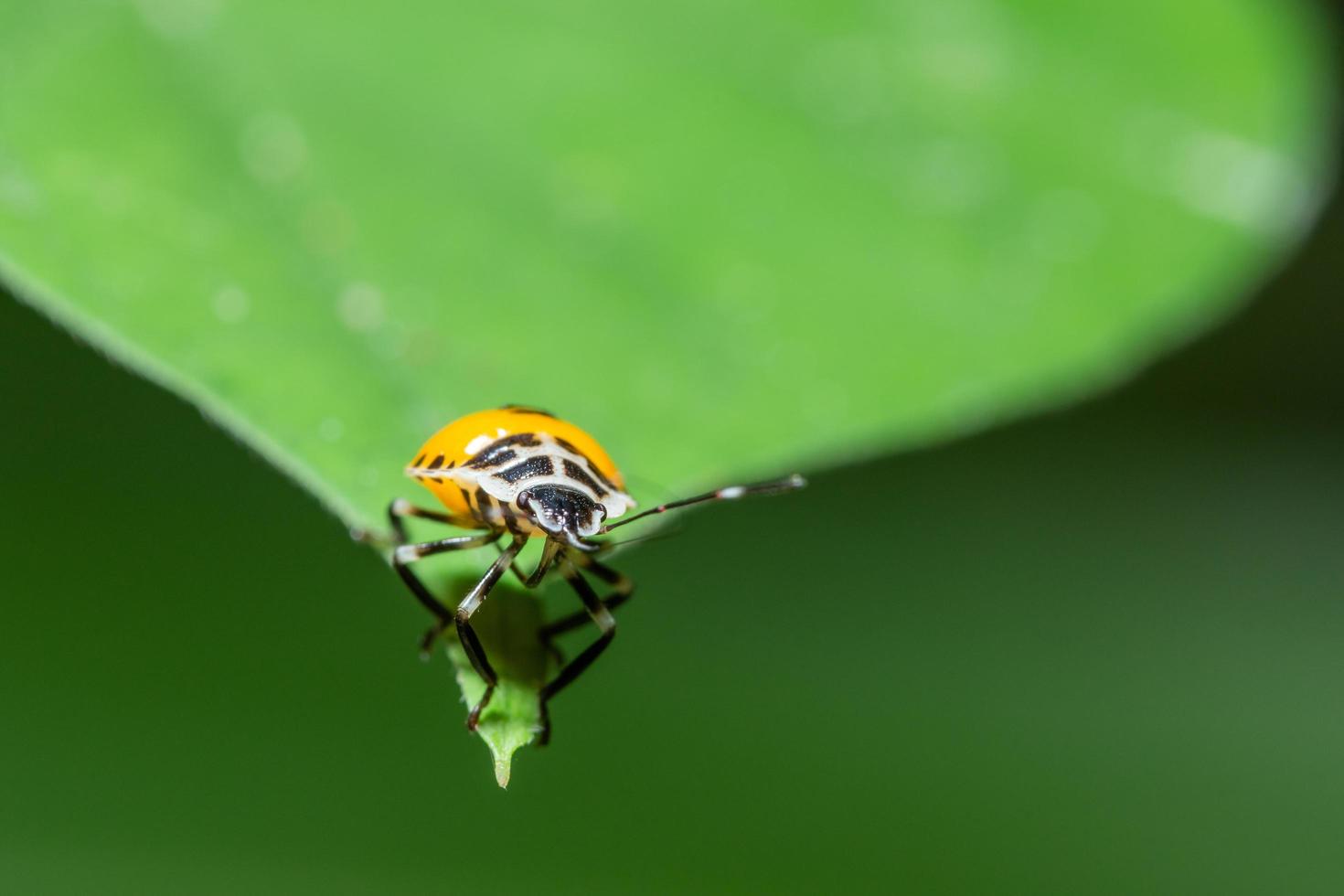 stinkender Käfer auf einem Blatt foto