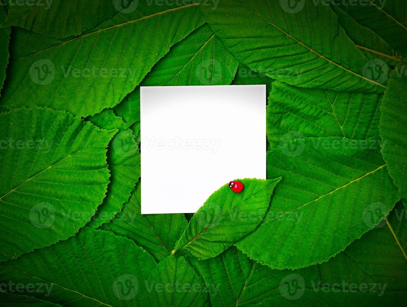 kleines weißes leeres blatt zwischen den grünen blättern der kastanie foto