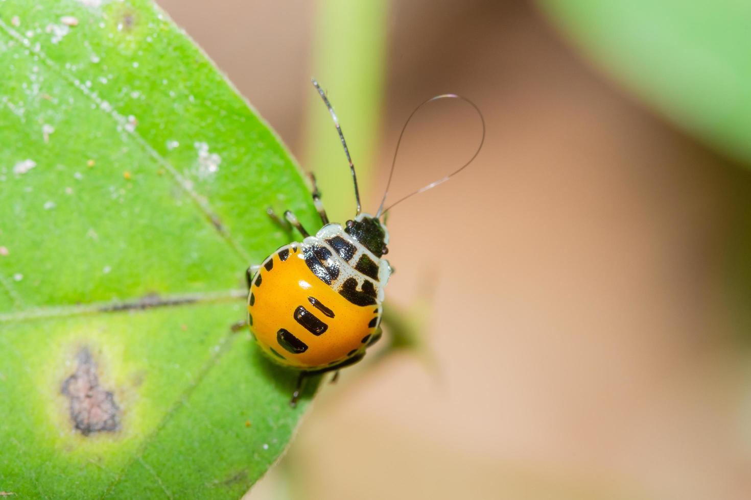 stinkender Käfer auf einem Blatt foto