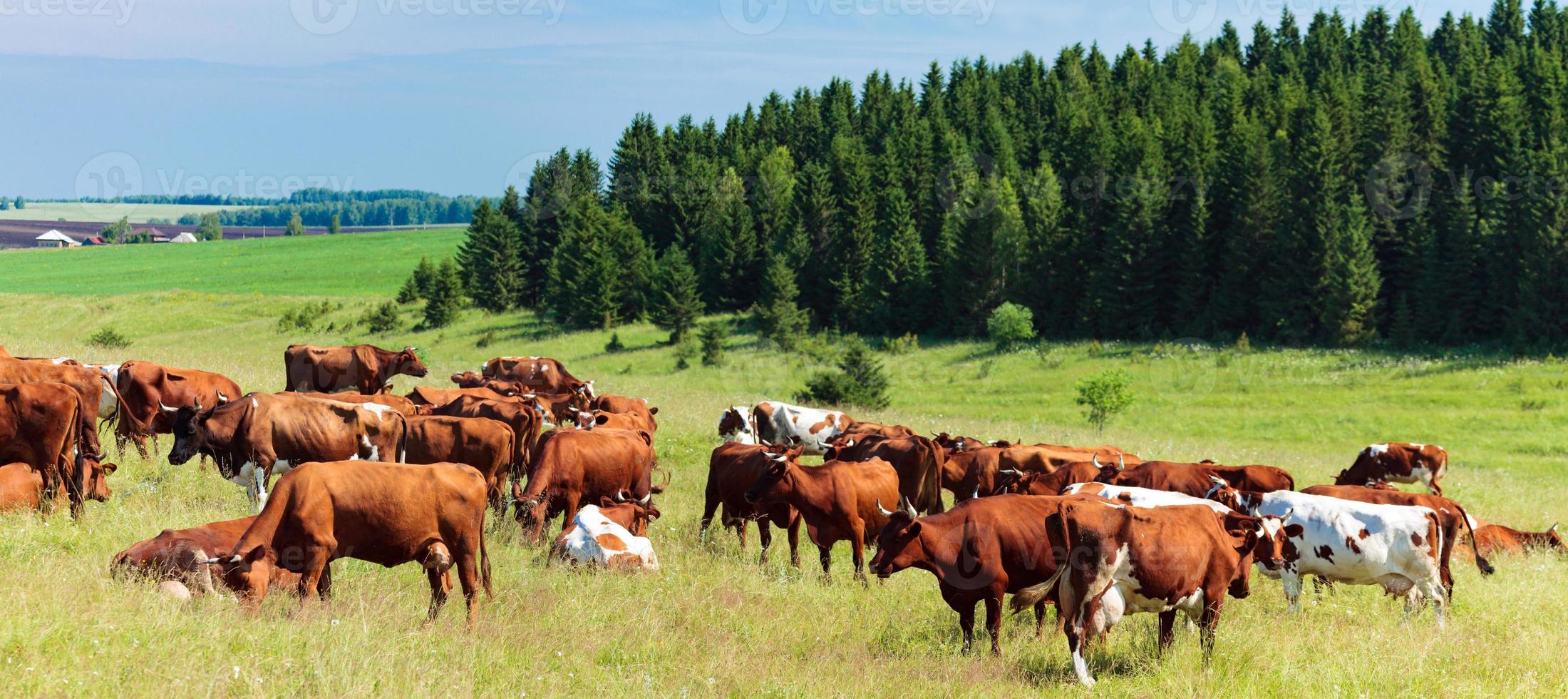 Herde von Milchkühen auf einer Weide foto