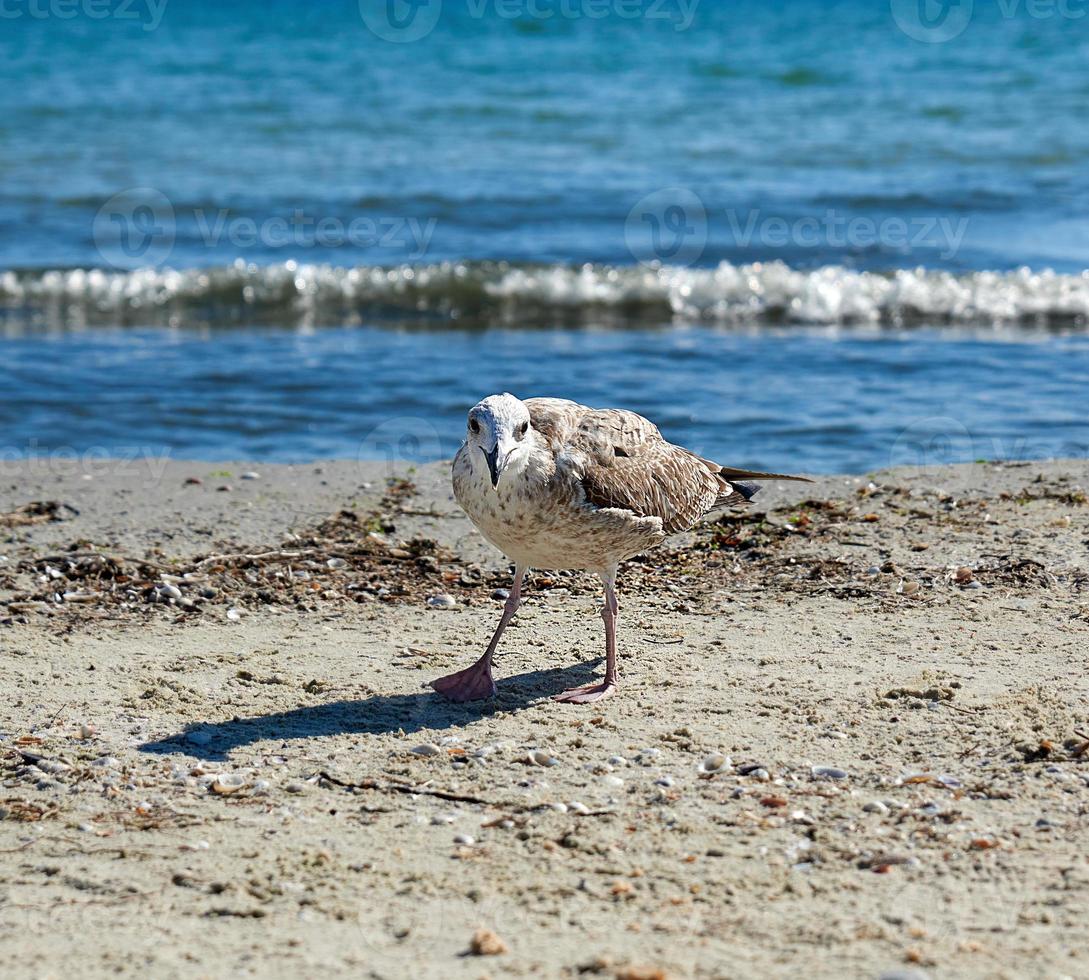 große Möwe am sandigen Ufer des Meeres foto