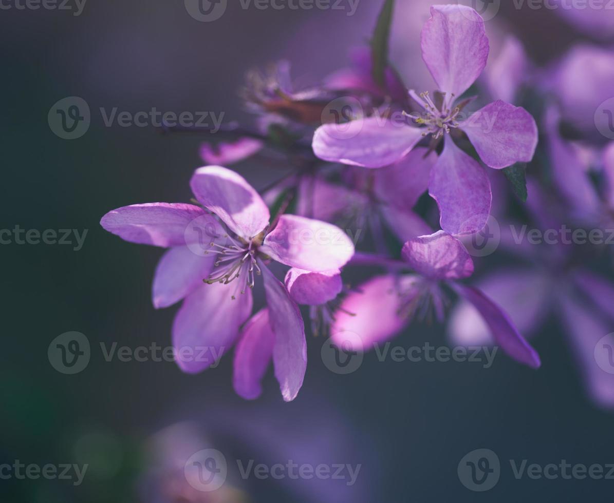 Kirschzweig mit rosa Blüten an einem Frühlingstag foto