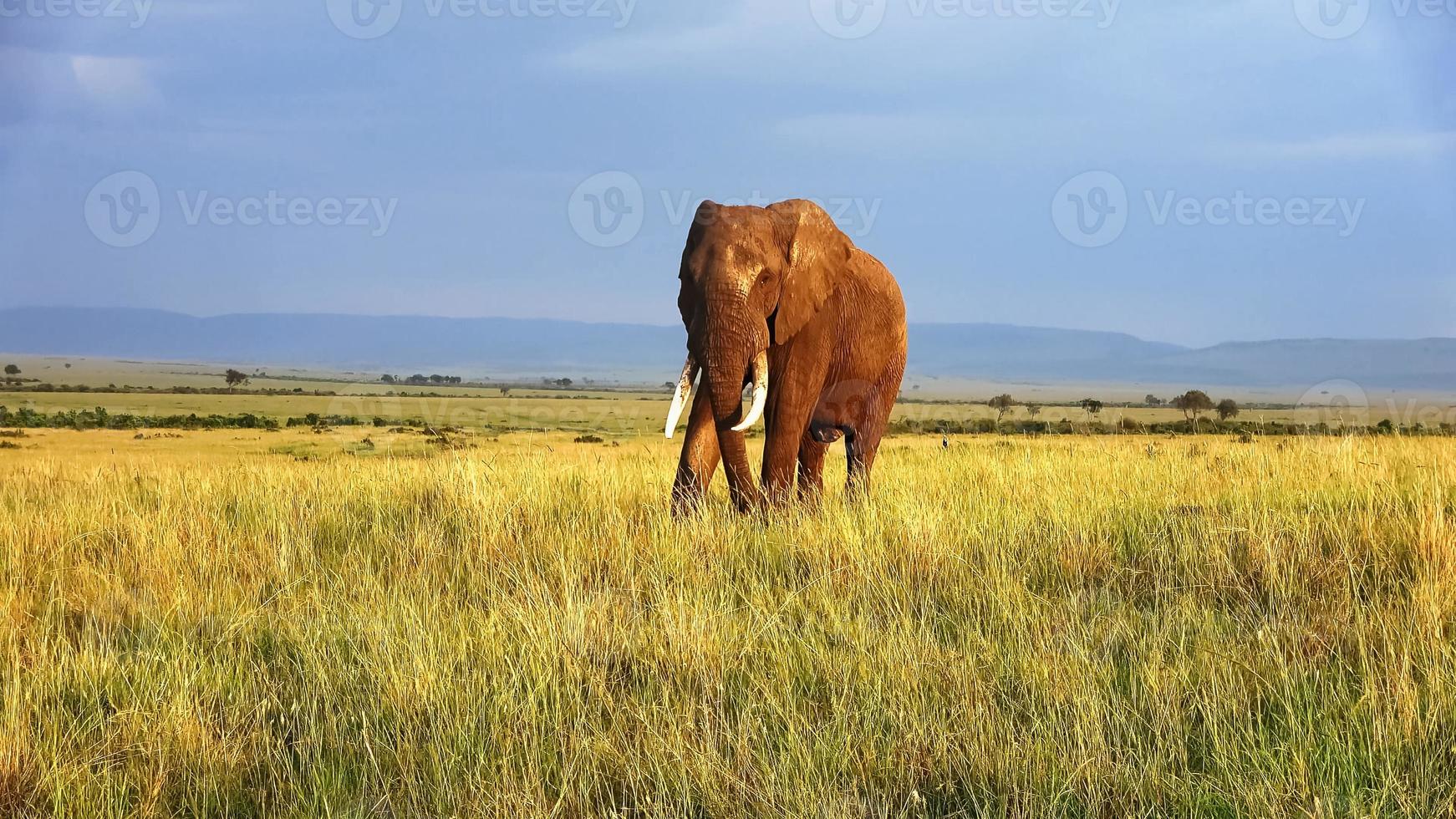 wilde elefanten im buschfeld von afrika an einem sonnigen tag. foto