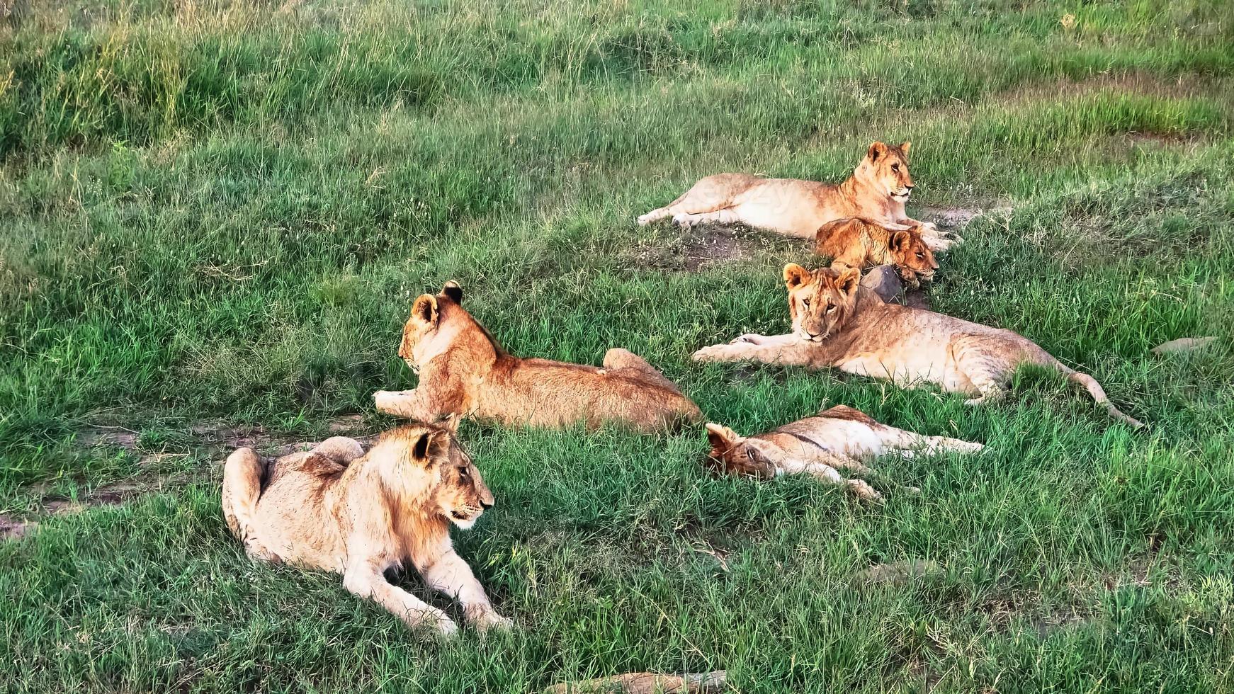 beeindruckende wilde löwen in der wildnis afrikas in der masai mara. foto