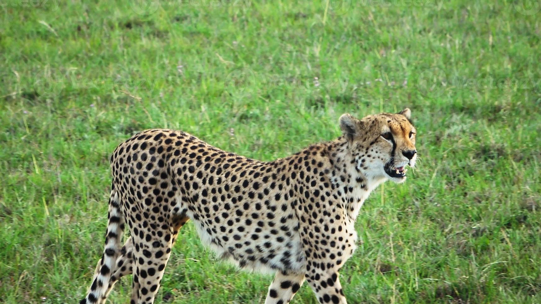 Geparden in der Wildnis Afrikas auf der Suche nach Beute. foto