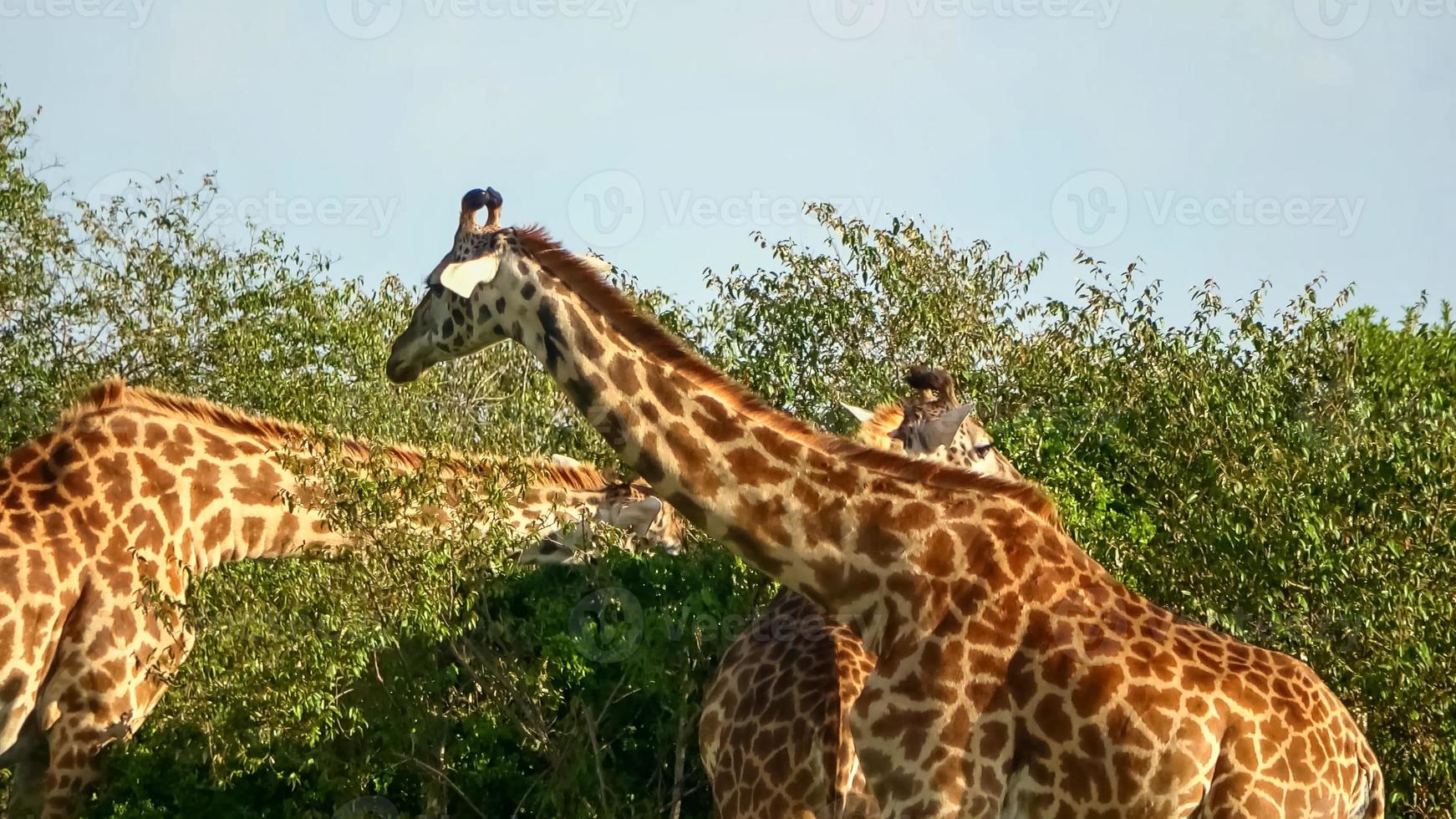 schöne giraffe in der wilden natur afrikas. foto