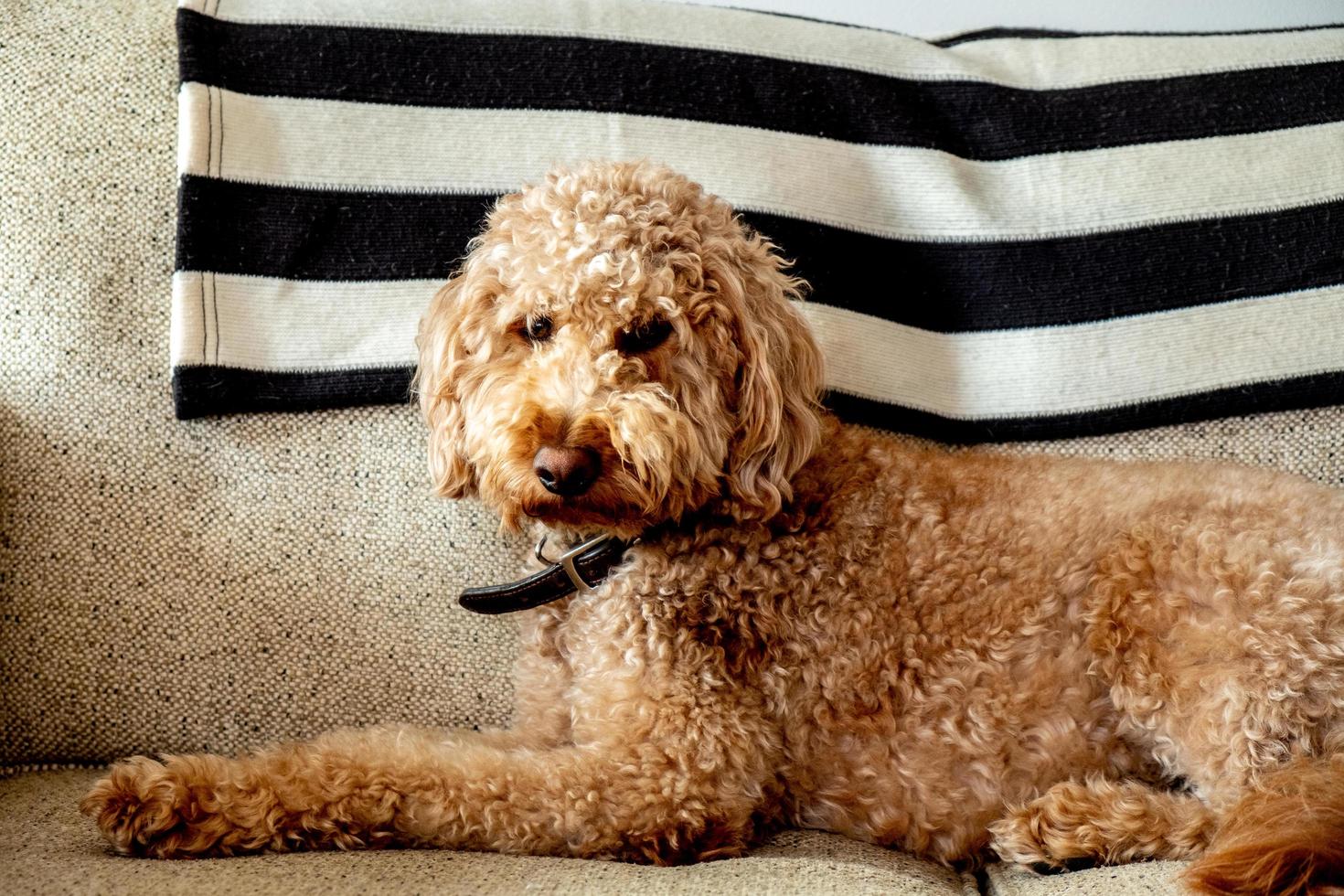 Goldendoodle-Hundehaustier foto