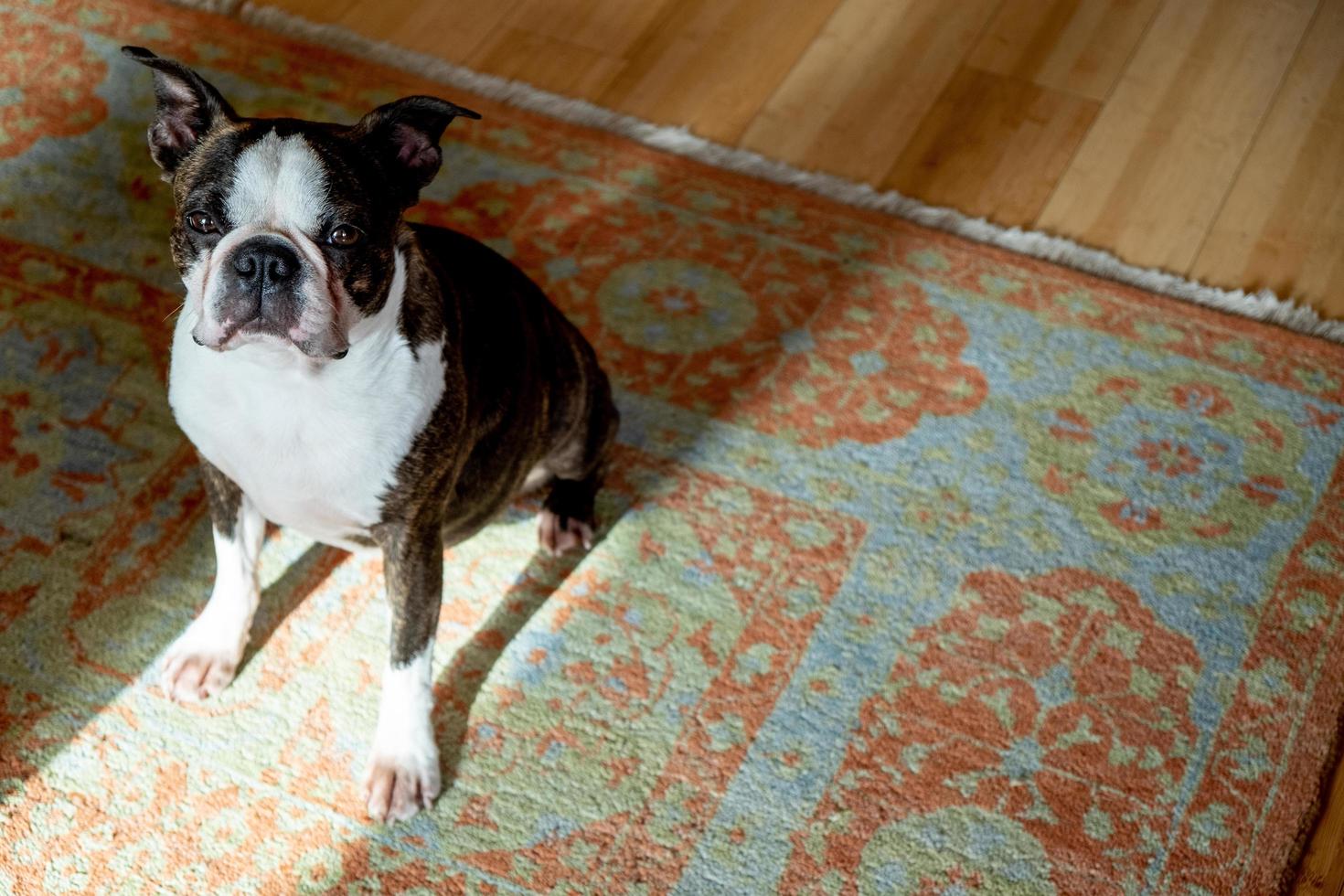 französische bulldogge haustier foto